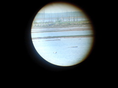 hkd